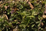 Desmodium uncinatum