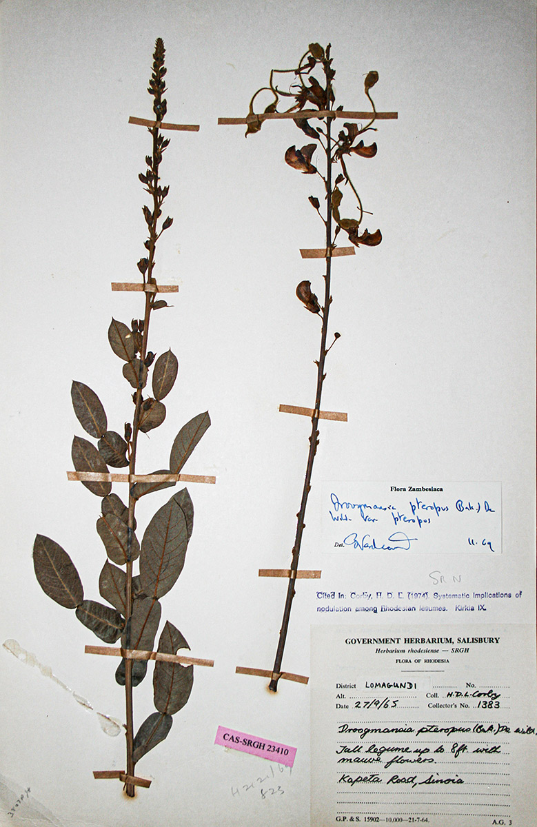 Droogmansia pteropus var. pteropus
