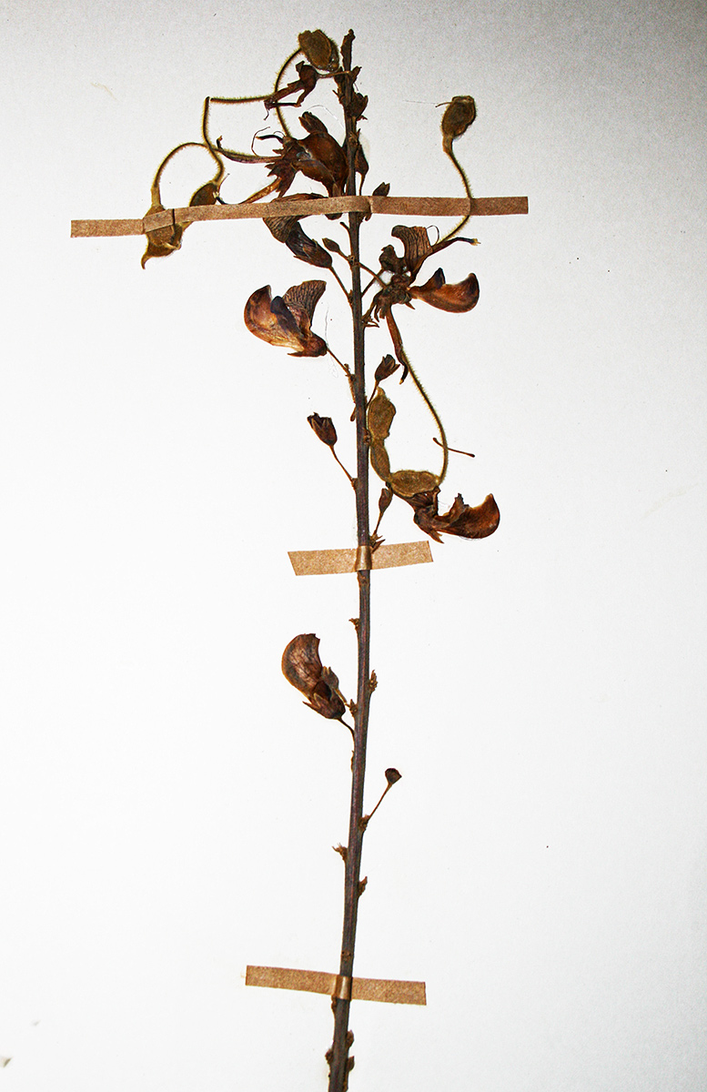Droogmansia pteropus var. pteropus