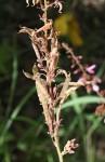 Pseudarthria hookeri var. hookeri