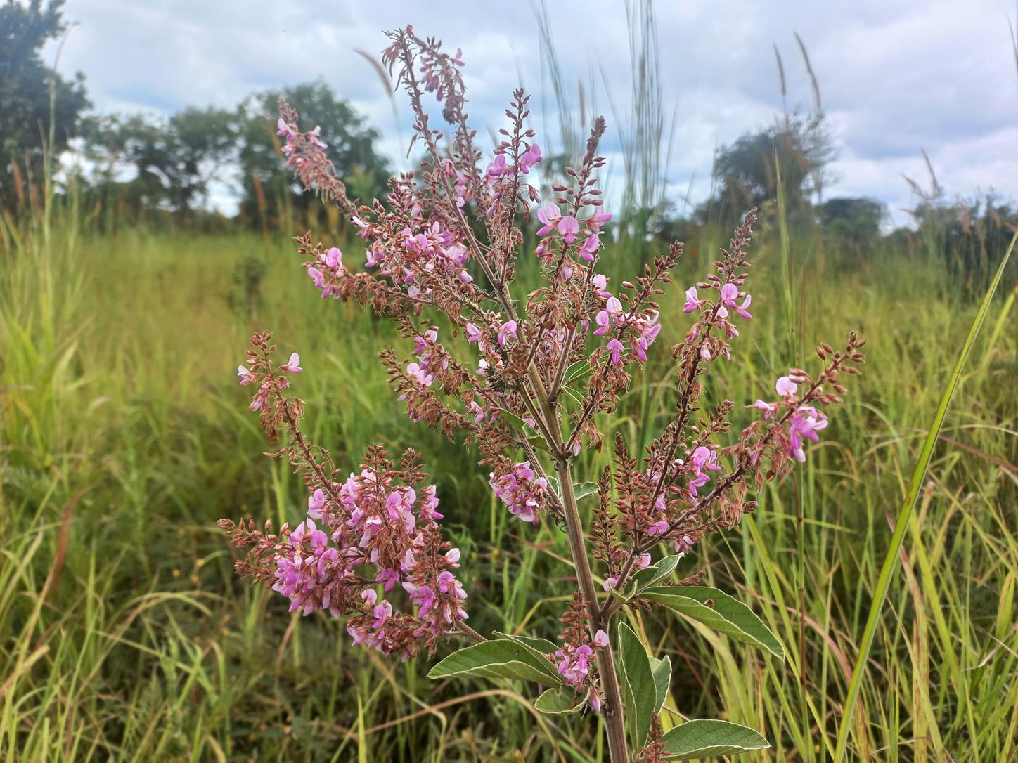 Pseudarthria hookeri var. hookeri