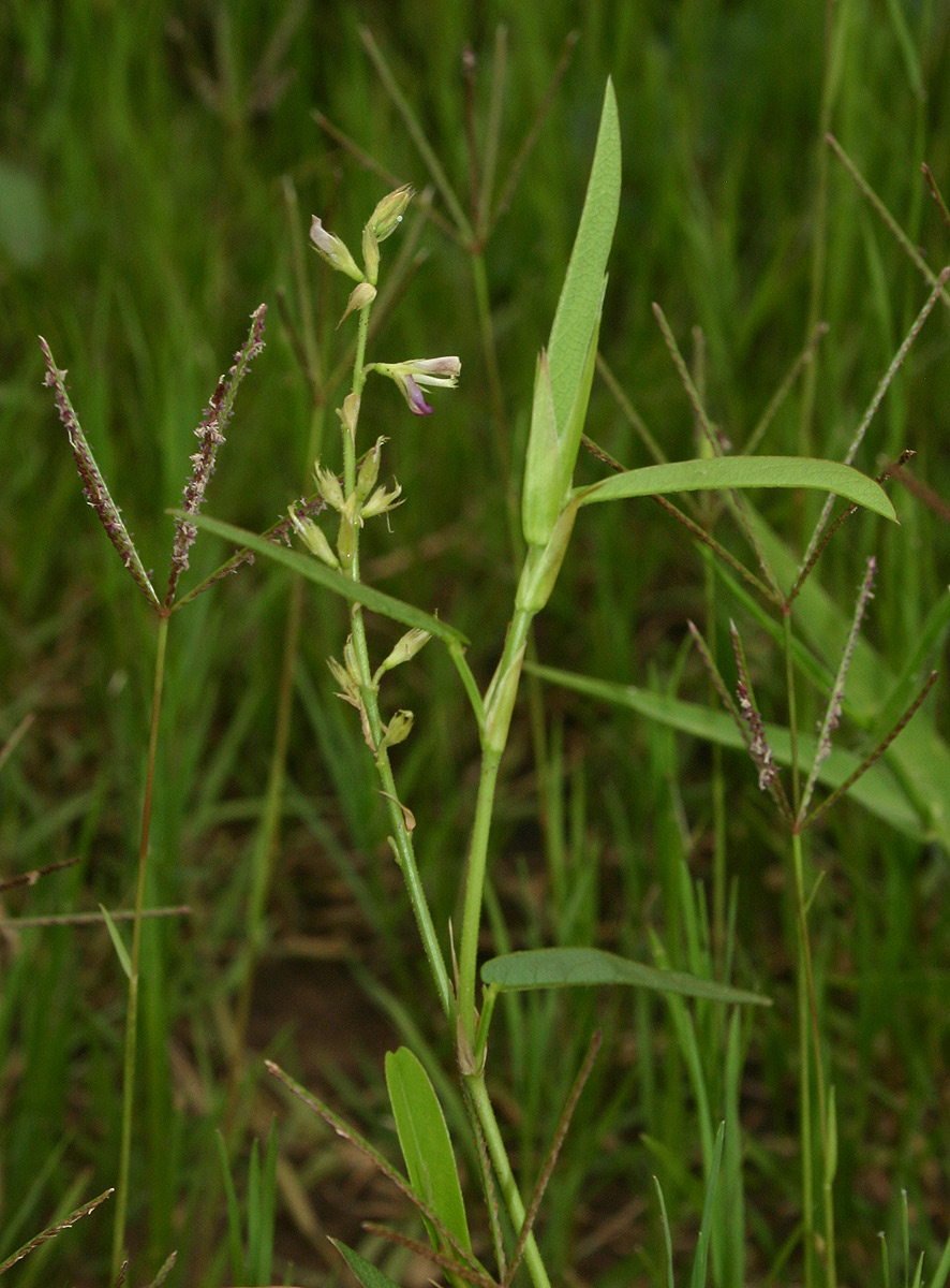 Alysicarpus vaginalis var. vaginalis