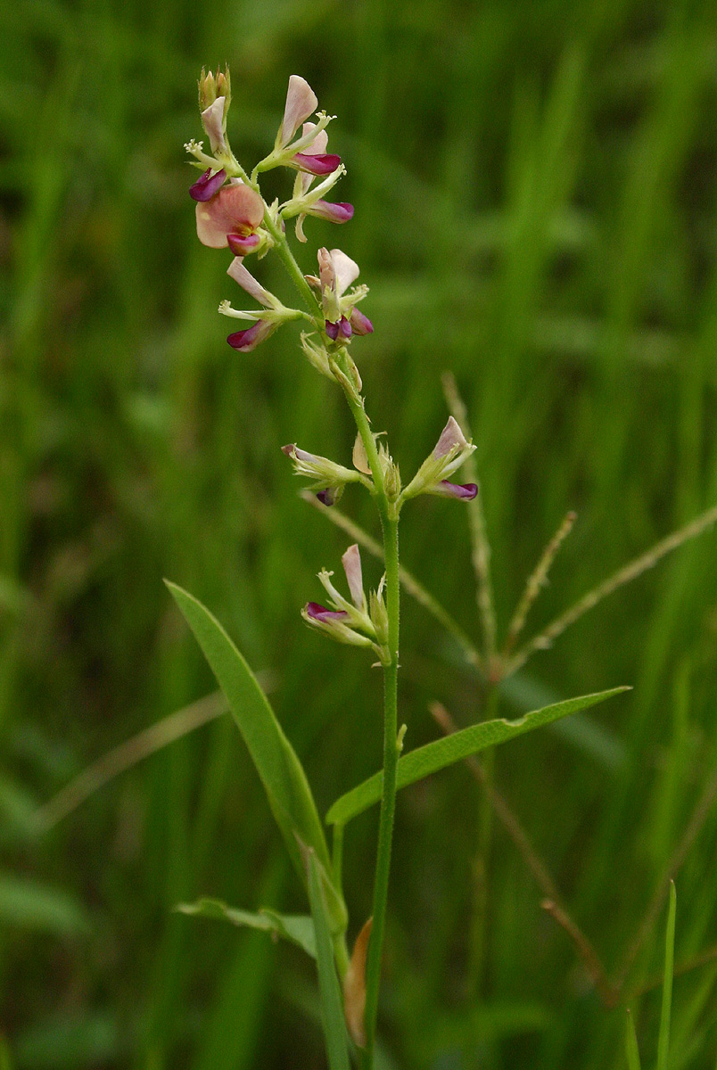 Alysicarpus vaginalis var. vaginalis