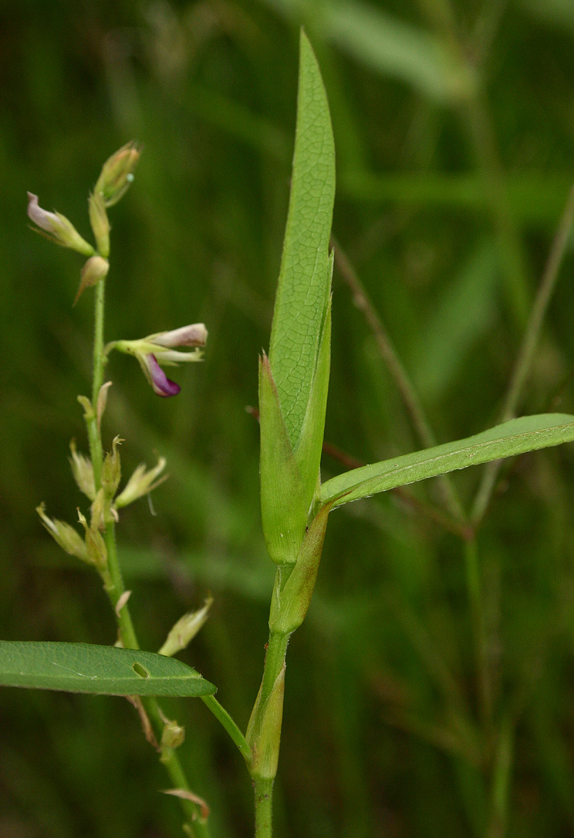 Alysicarpus vaginalis var. vaginalis