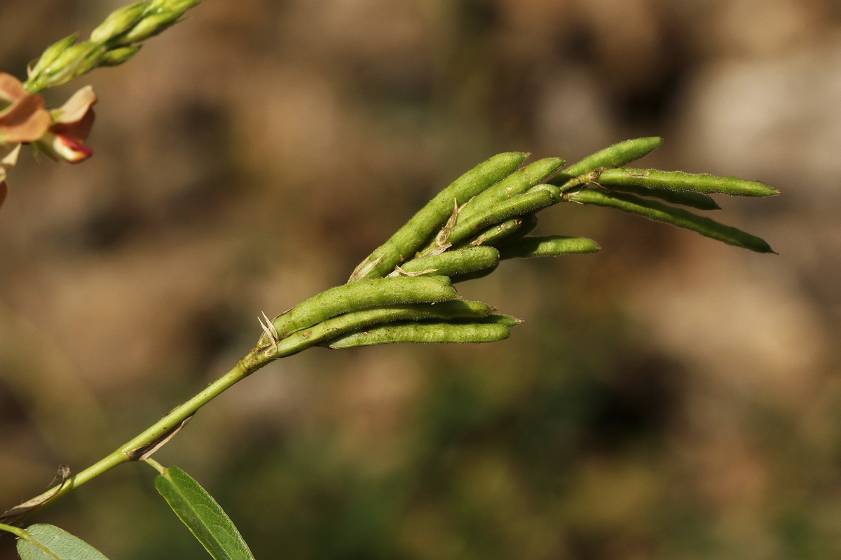 Alysicarpus vaginalis var. vaginalis