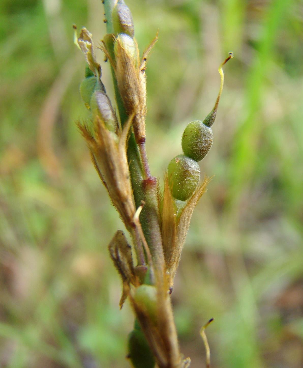 Alysicarpus zeyheri