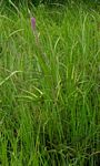 Uraria picta