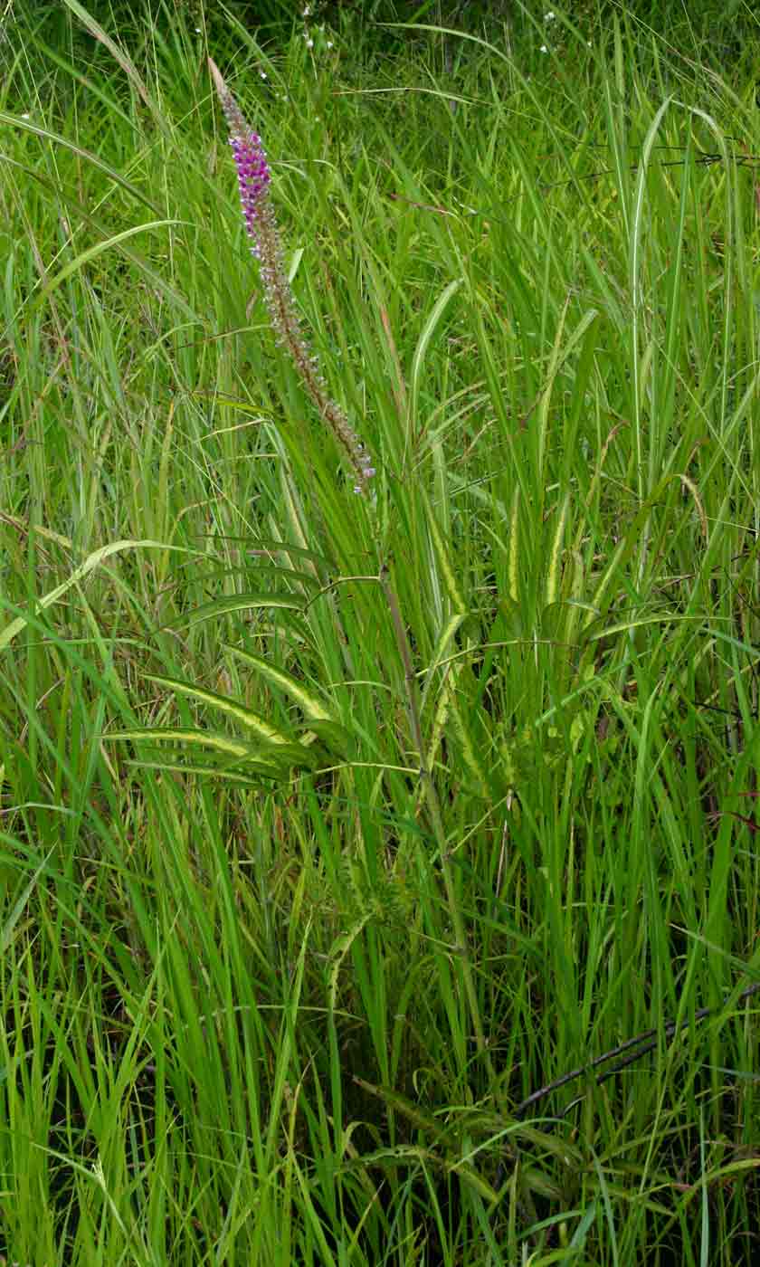 Uraria picta