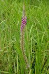 Uraria picta