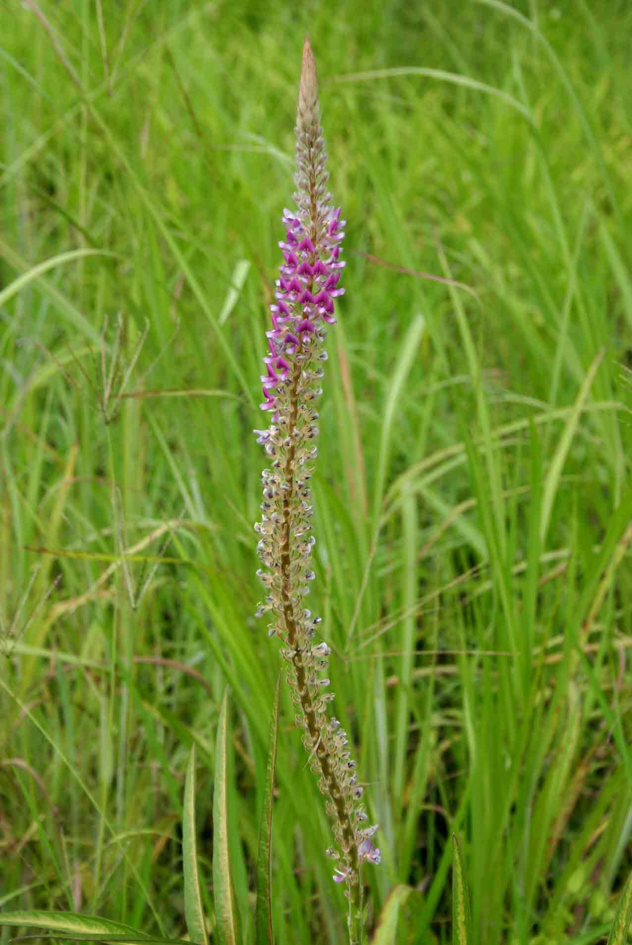 Uraria picta
