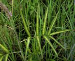 Uraria picta