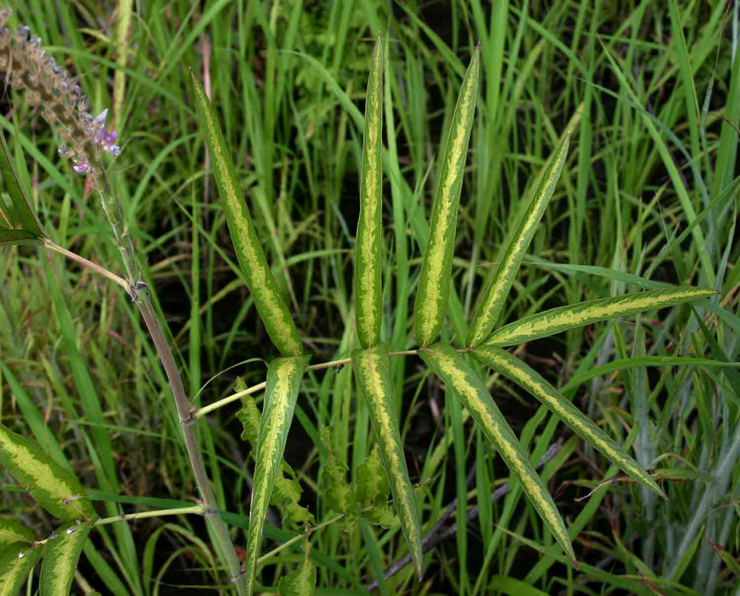 Uraria picta