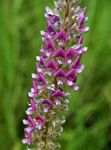 Uraria picta
