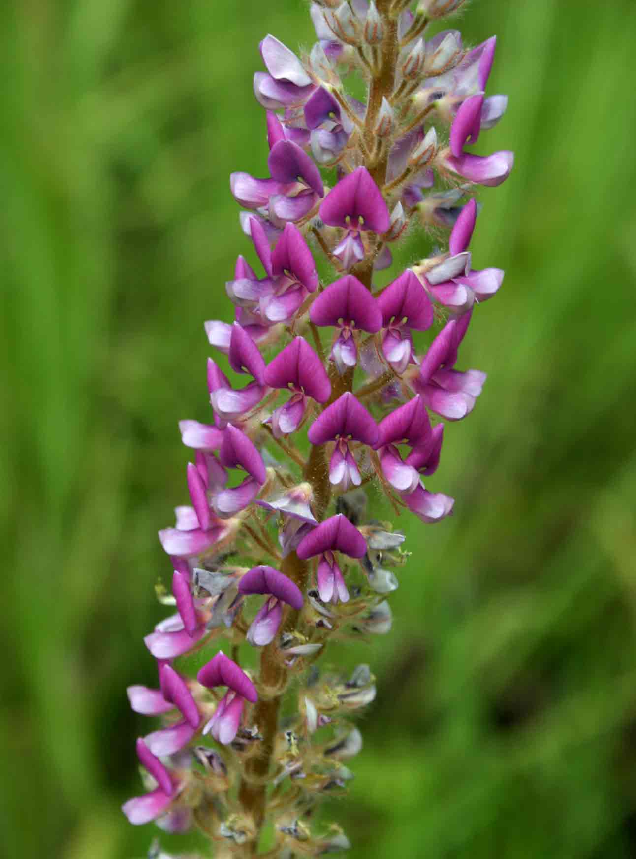 Uraria picta