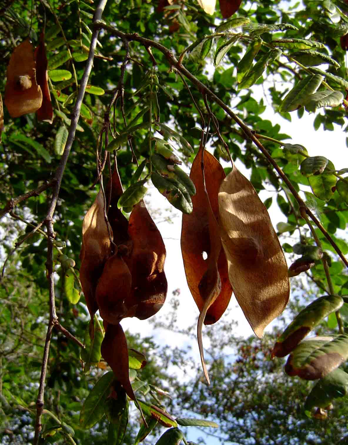 Dalbergia arbutifolia subsp. arbutifolia