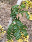 Dalbergia arbutifolia subsp. arbutifolia