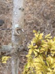 Dalbergia arbutifolia subsp. arbutifolia