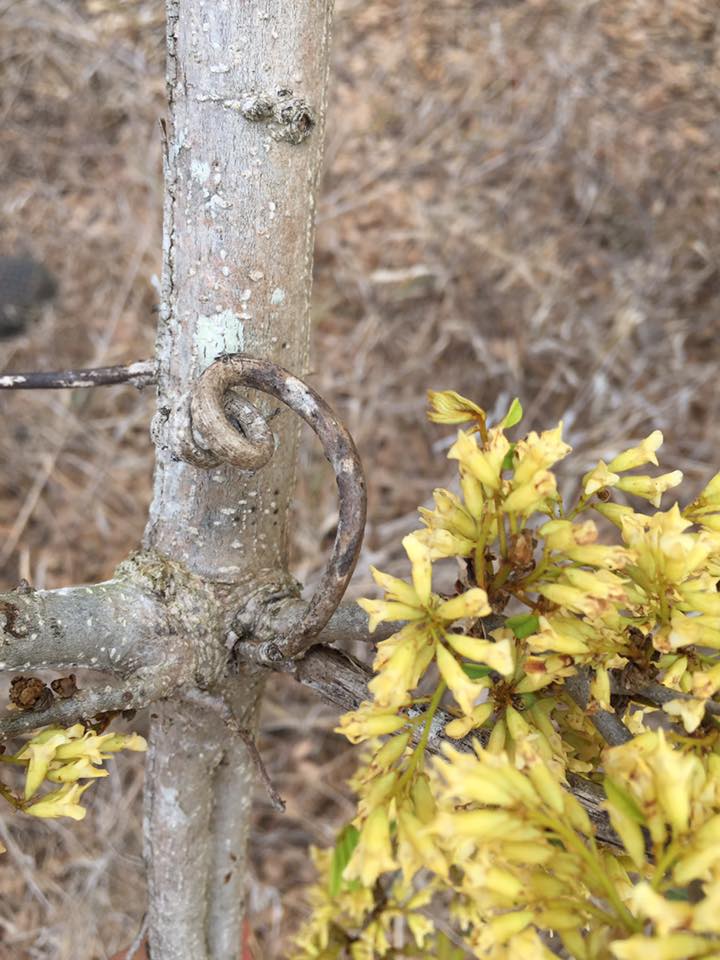Dalbergia arbutifolia subsp. arbutifolia