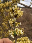 Dalbergia arbutifolia subsp. arbutifolia