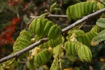 Dalbergia arbutifolia subsp. arbutifolia