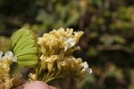 Dalbergia arbutifolia subsp. arbutifolia