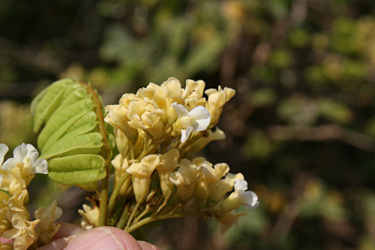Dalbergia arbutifolia subsp. arbutifolia