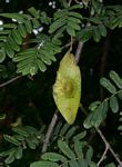 Dalbergia arbutifolia subsp. arbutifolia