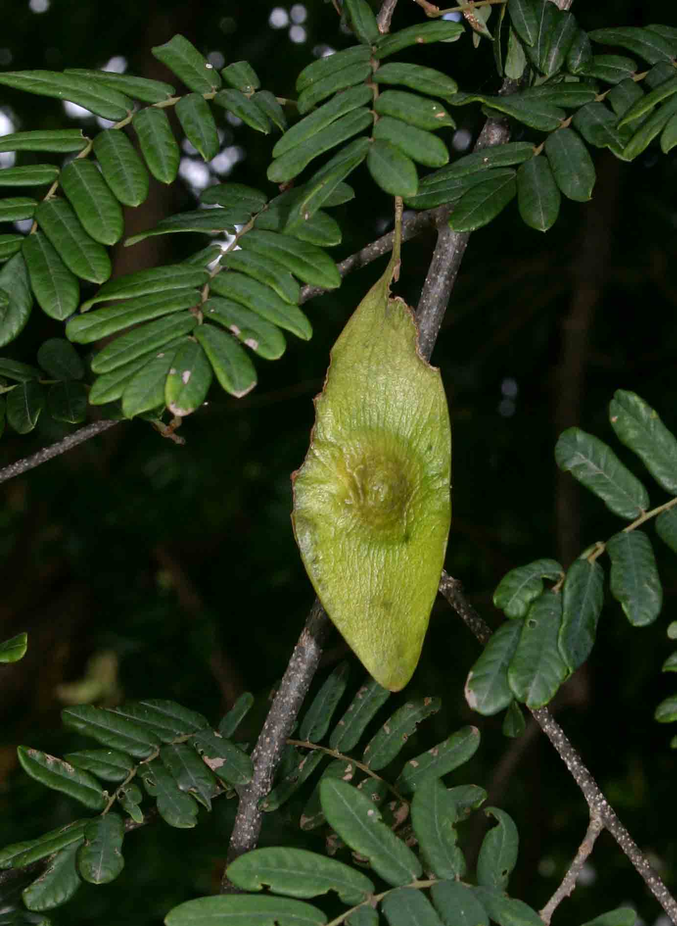 Dalbergia arbutifolia subsp. arbutifolia