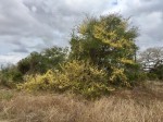 Dalbergia arbutifolia subsp. arbutifolia