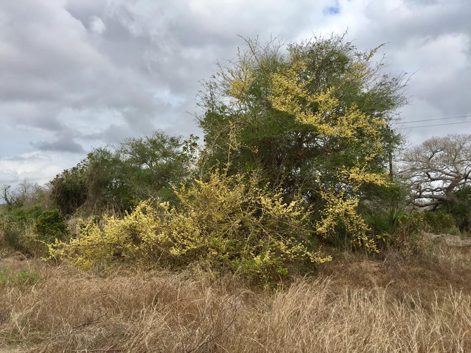 Dalbergia arbutifolia subsp. arbutifolia