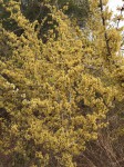 Dalbergia arbutifolia subsp. arbutifolia