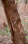 Dalbergia boehmii subsp. boehmii