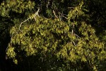 Dalbergia boehmii subsp. boehmii