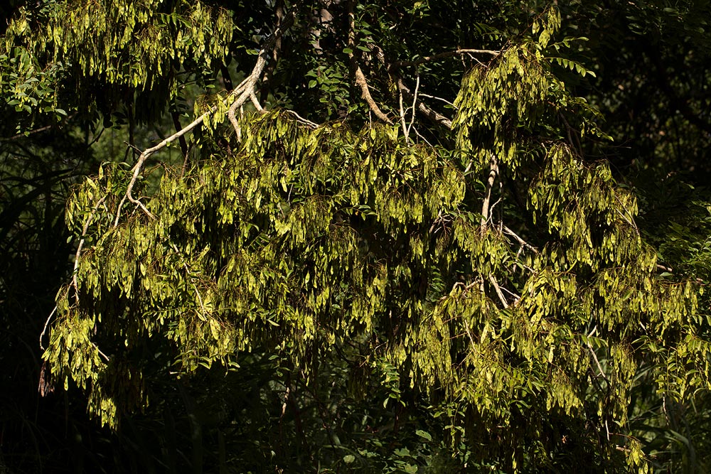 Dalbergia boehmii subsp. boehmii