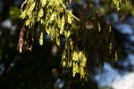 Dalbergia boehmii subsp. boehmii