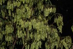 Dalbergia boehmii subsp. boehmii