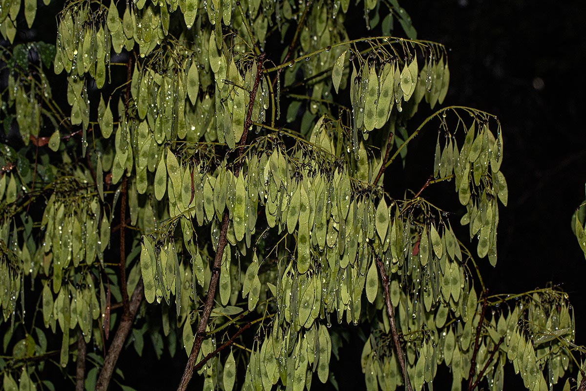 Dalbergia boehmii subsp. boehmii