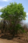 Dalbergia boehmii subsp. boehmii