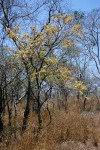 Dalbergia boehmii subsp. boehmii