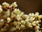 Dalbergia boehmii subsp. boehmii