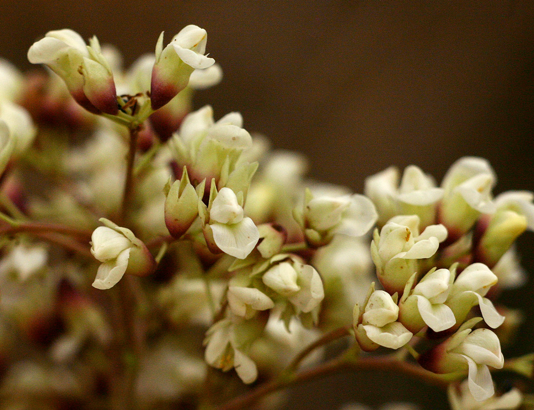 Dalbergia boehmii subsp. boehmii