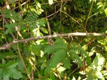 Dalbergia fischeri