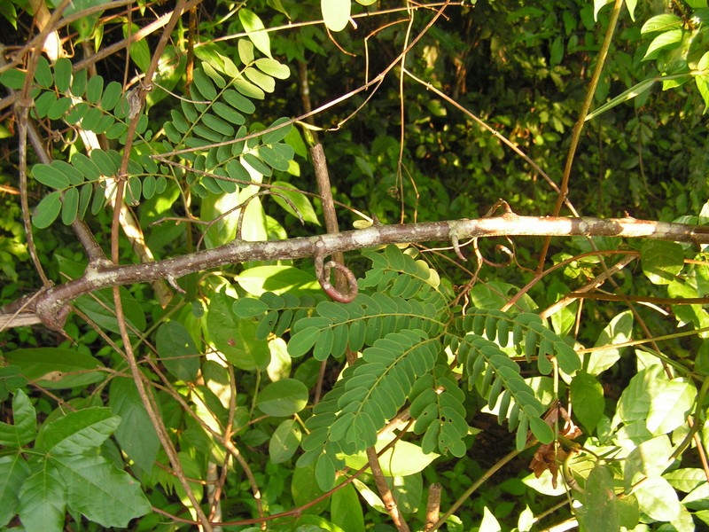 Dalbergia fischeri