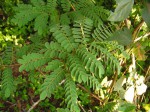 Dalbergia fischeri