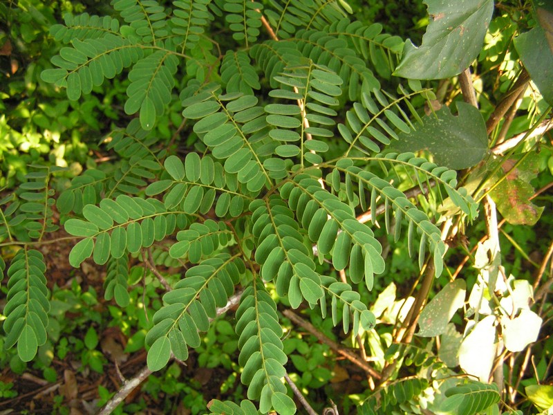 Dalbergia fischeri