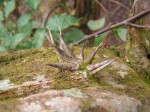 Dalbergia fischeri