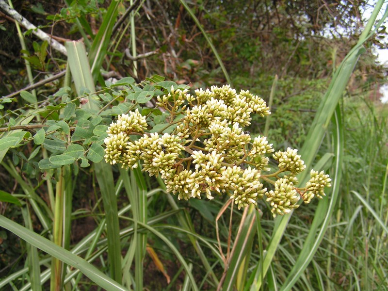 Dalbergia fischeri