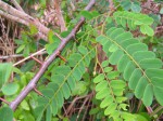 Dalbergia fischeri