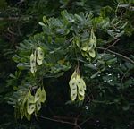 Dalbergia fischeri