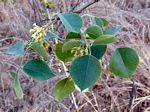 Dalbergia sissoo